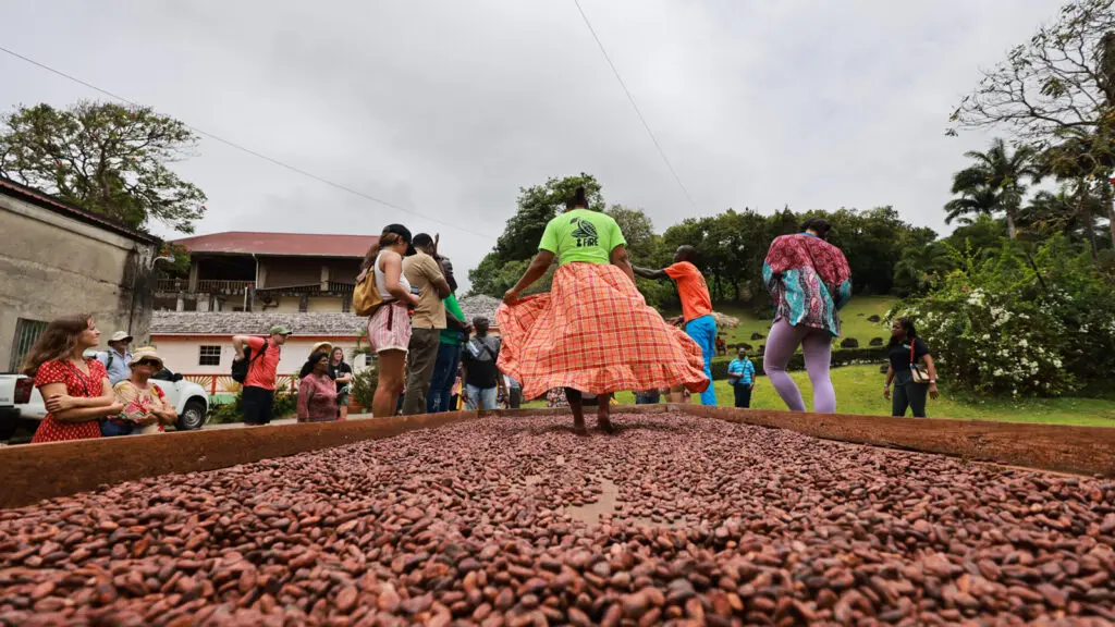 Cocoa Tray Dancing di Belmont Estate (Foto: Otoritas Pariwisata Grenada)