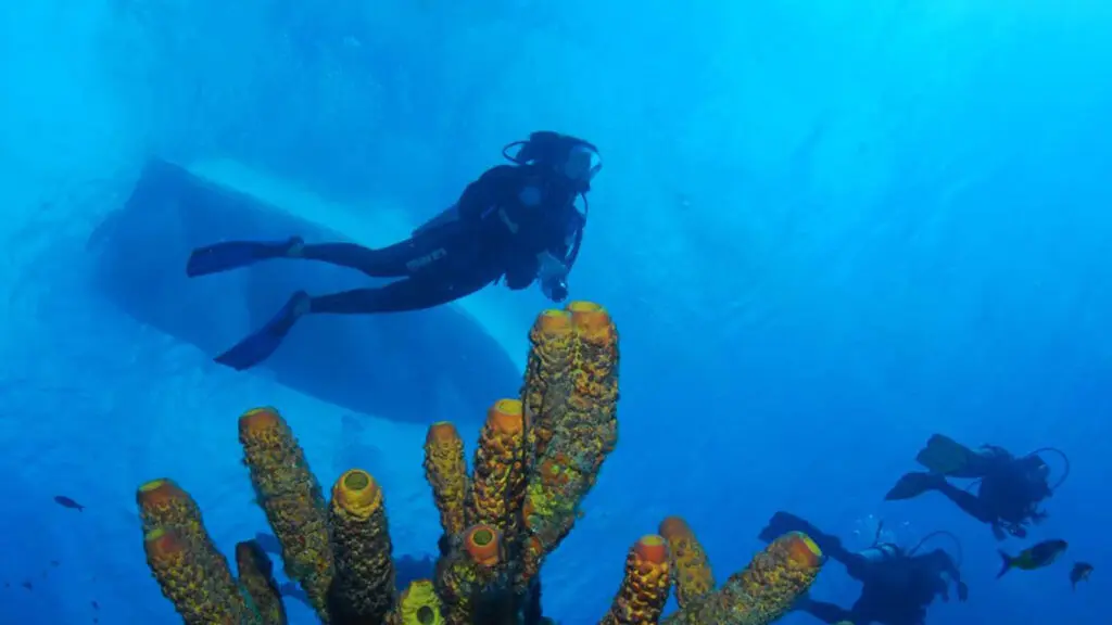 Situs menyelam di Bonaire (Foto: Tourism Corporation Bonaire)