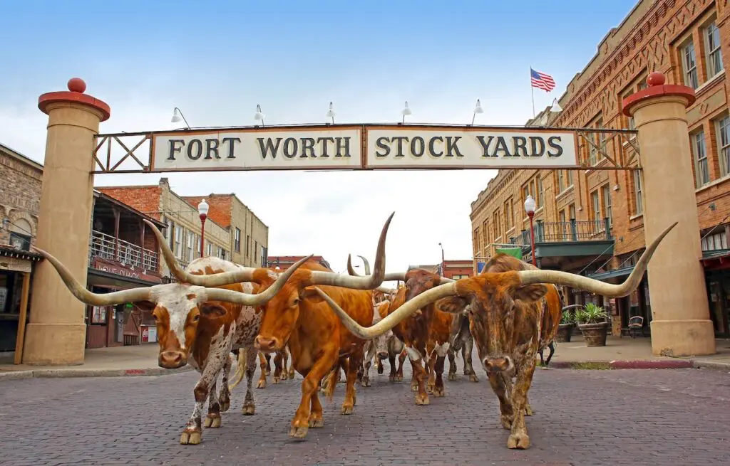 Long-horned bulls at the Fort Worth Stockyards
