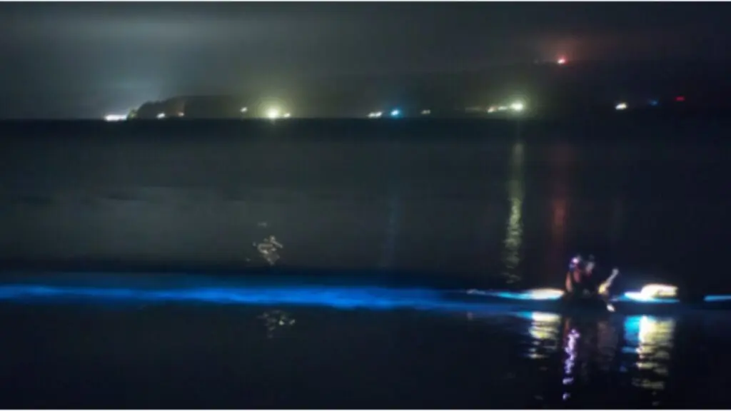 bioluminescence on Tomales Bay in Northern California