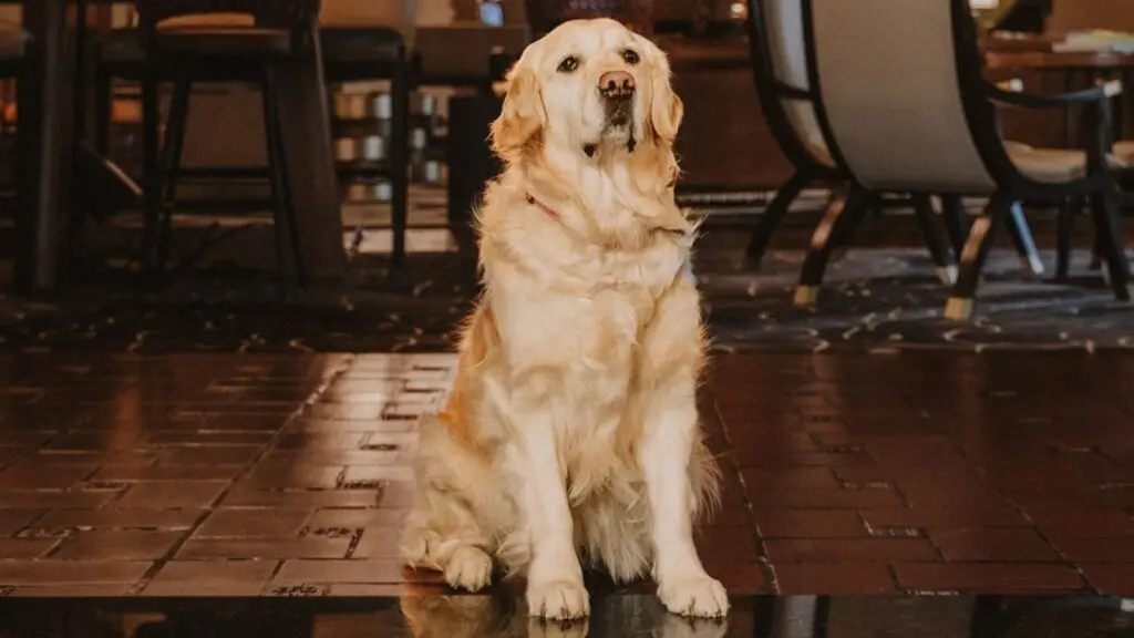 Chardonnay, the resident golden retriever at Fairmont Sonoma Mission Inn & Spa