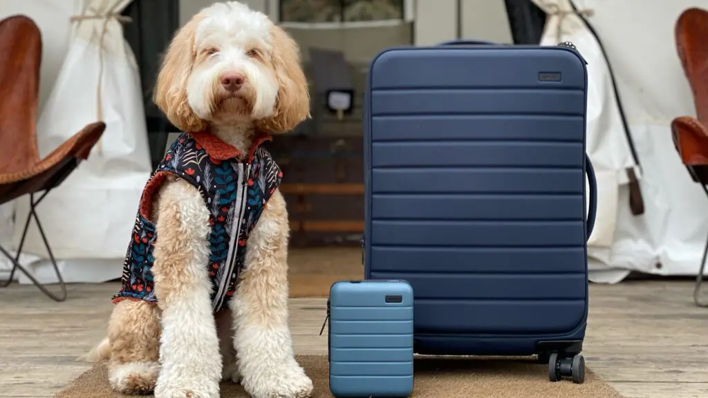 A dog next to a suitcase and a mini suitcase in front of a tent at Mendocino Grove