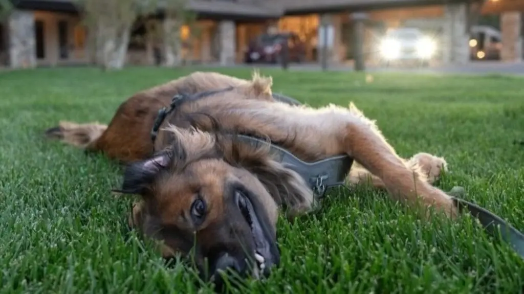 A dog playing in the grass at Suncadia Resort