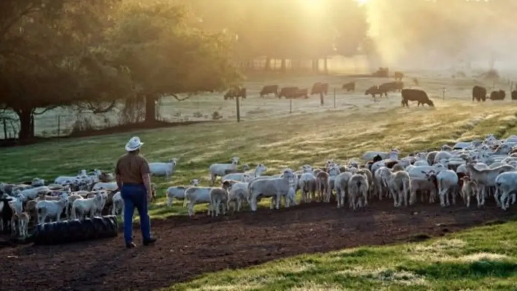 Seorang pria berjalan di antara domba saat matahari terbit di kayu putih putih