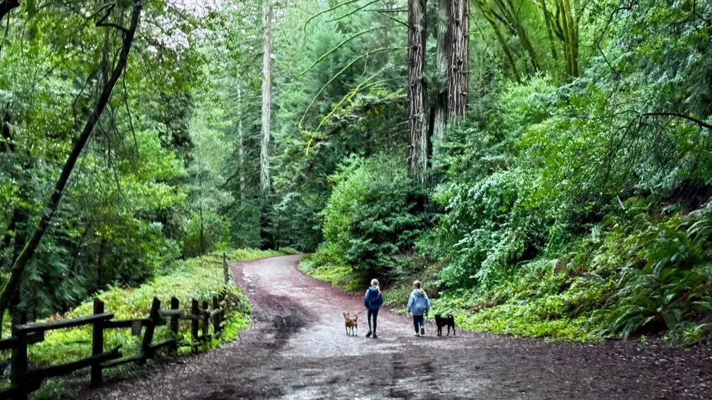 people walking with dogs on a forest trail