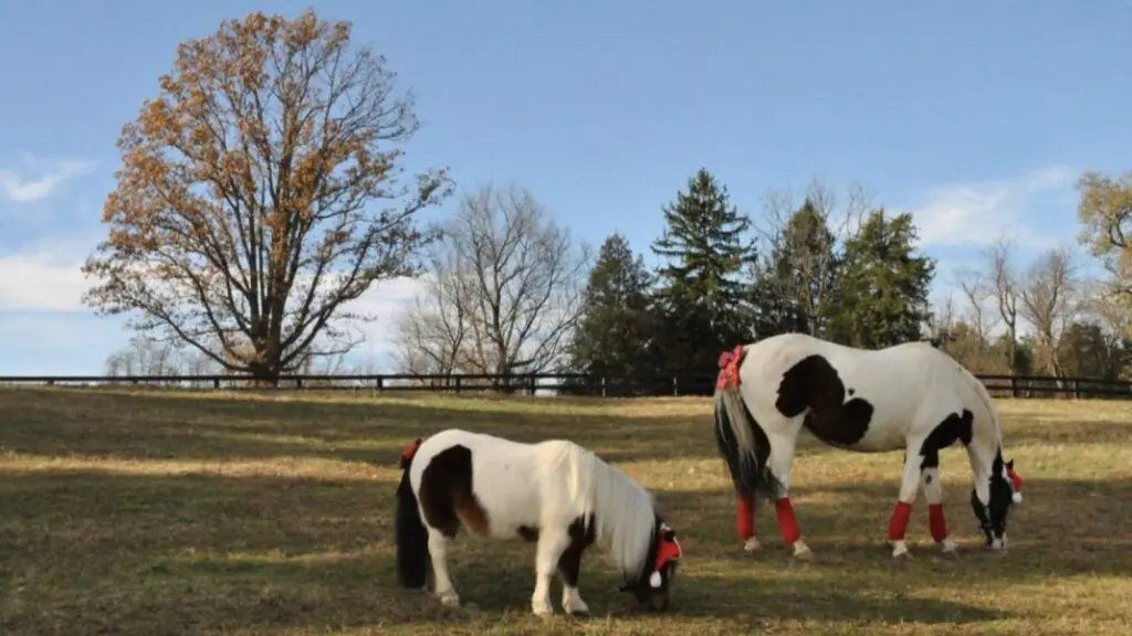 A large and small horse wearing Santa hats and red bows in a field in Middleburg, VA