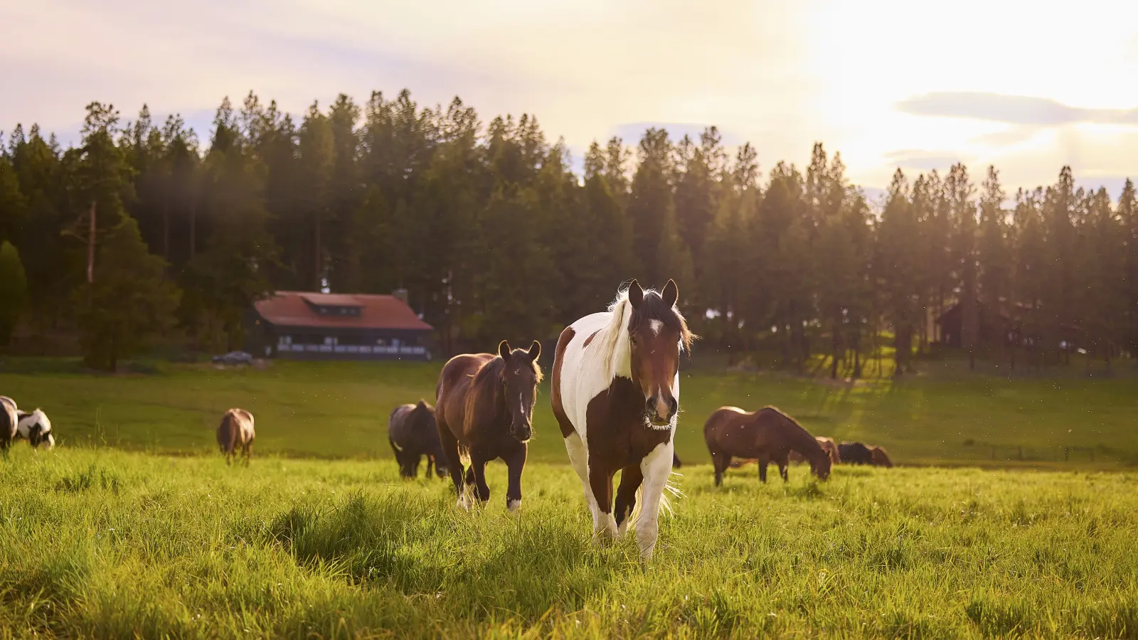 Horses at Paws Up Montana