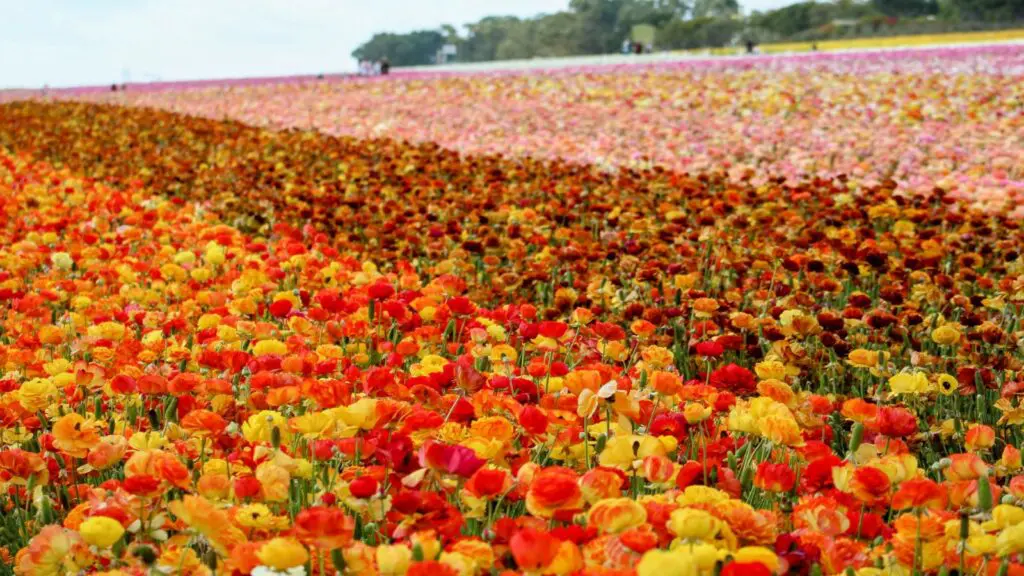 Tulips bloom at The Flower Fields in Carlsbad, California