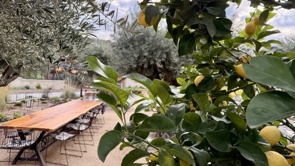 long table surrounded by lemon trees and olive treet at Appellation Healdsburg
