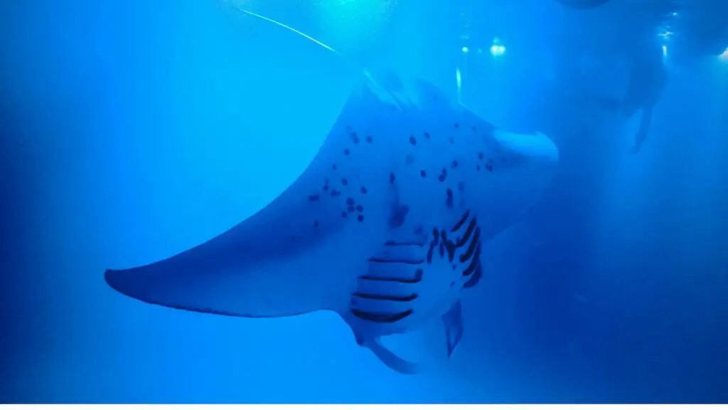 Manta Ray night dive in Hawaii