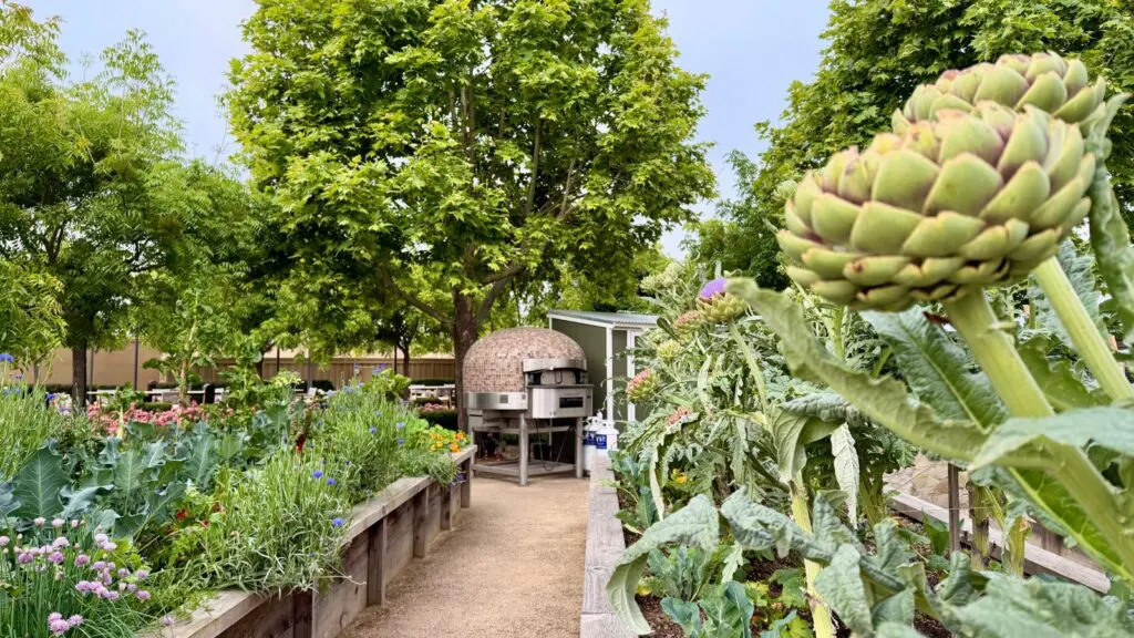 kitchen garden at Carneros Resort & Spa