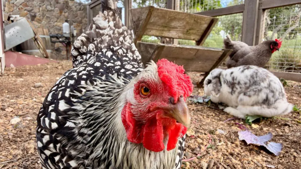 chickens and rabbits at the Chick-Inn at Carneros Resort & Spa