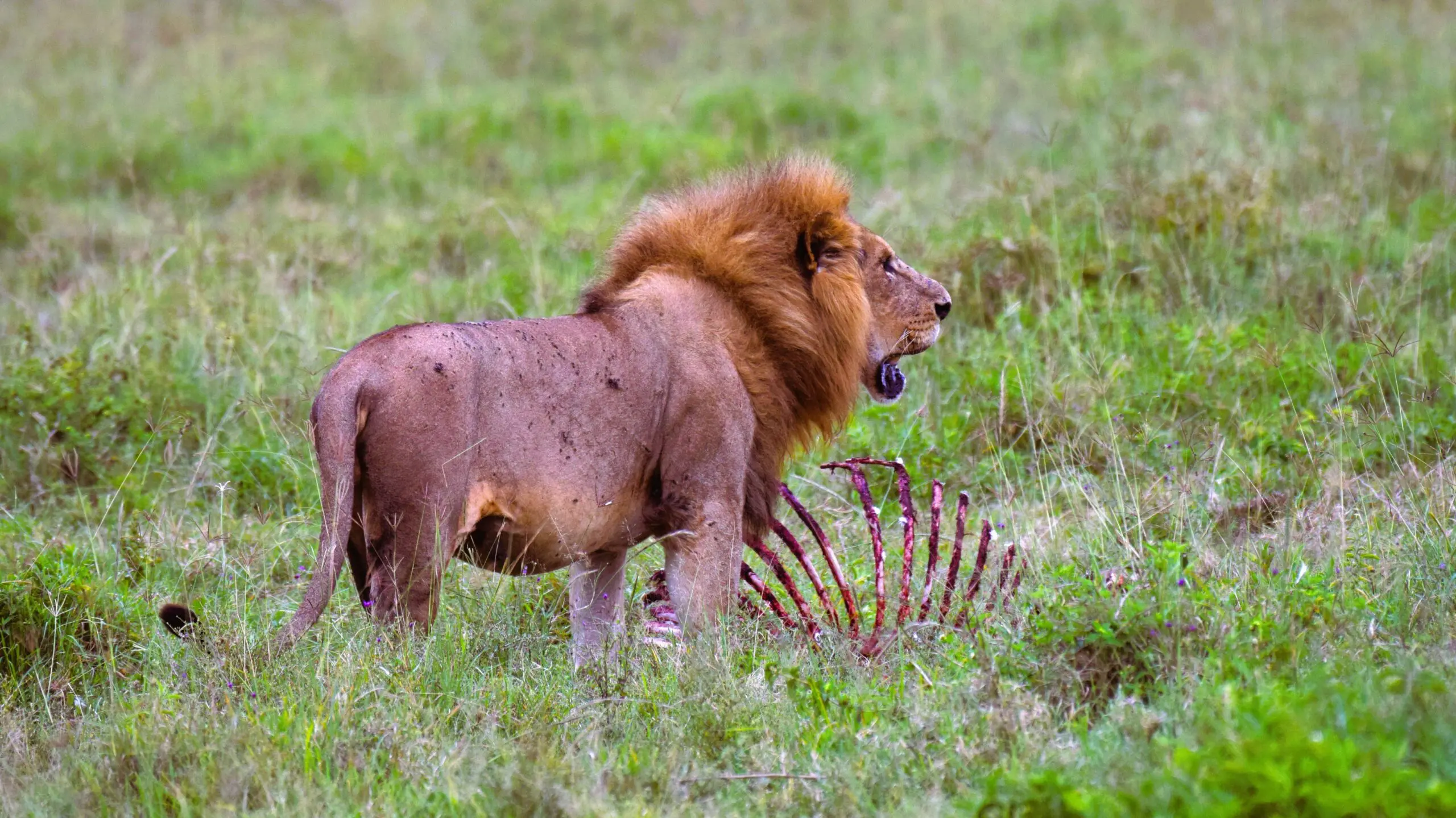 Male lion stands over zebra carcass