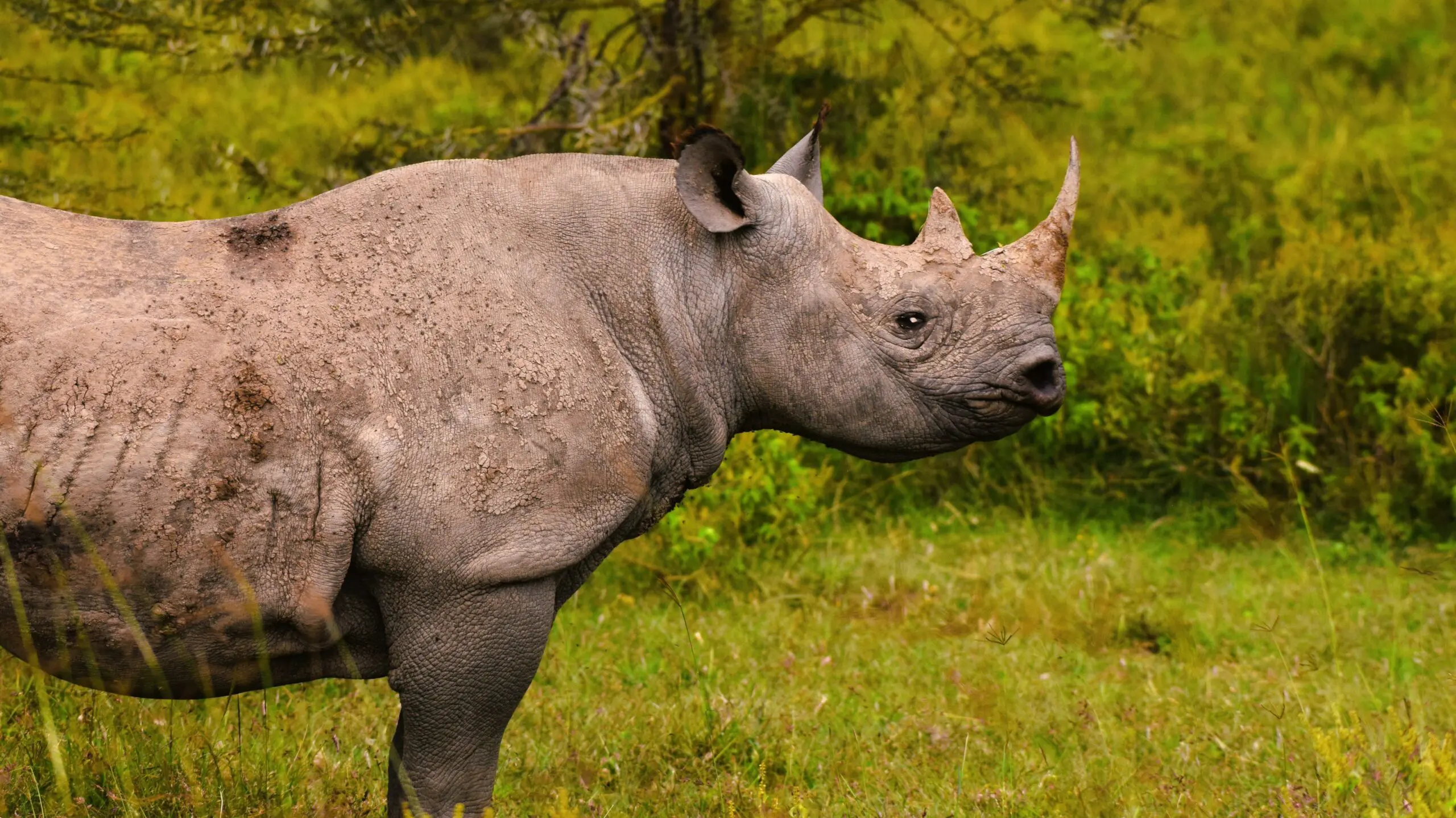 Black rhino in profile
