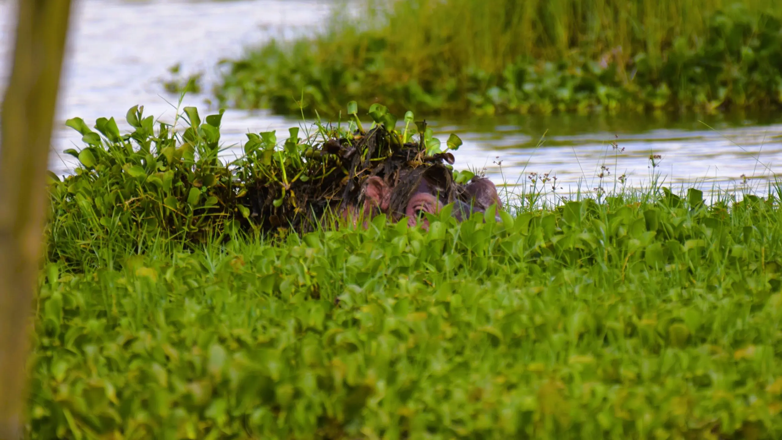 Submerged hippo in lake