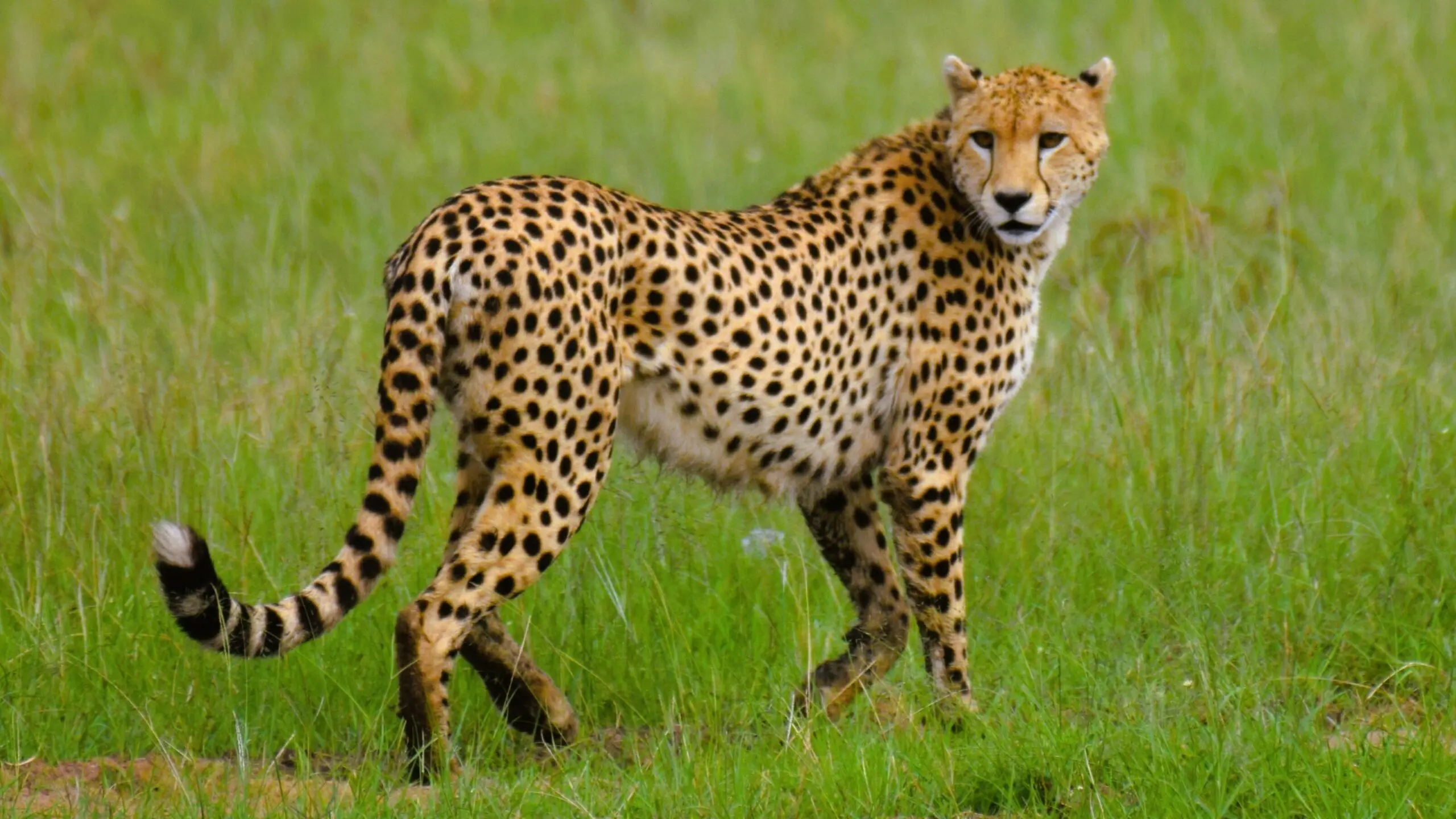 Cheetah in Masai Mara, Kenya