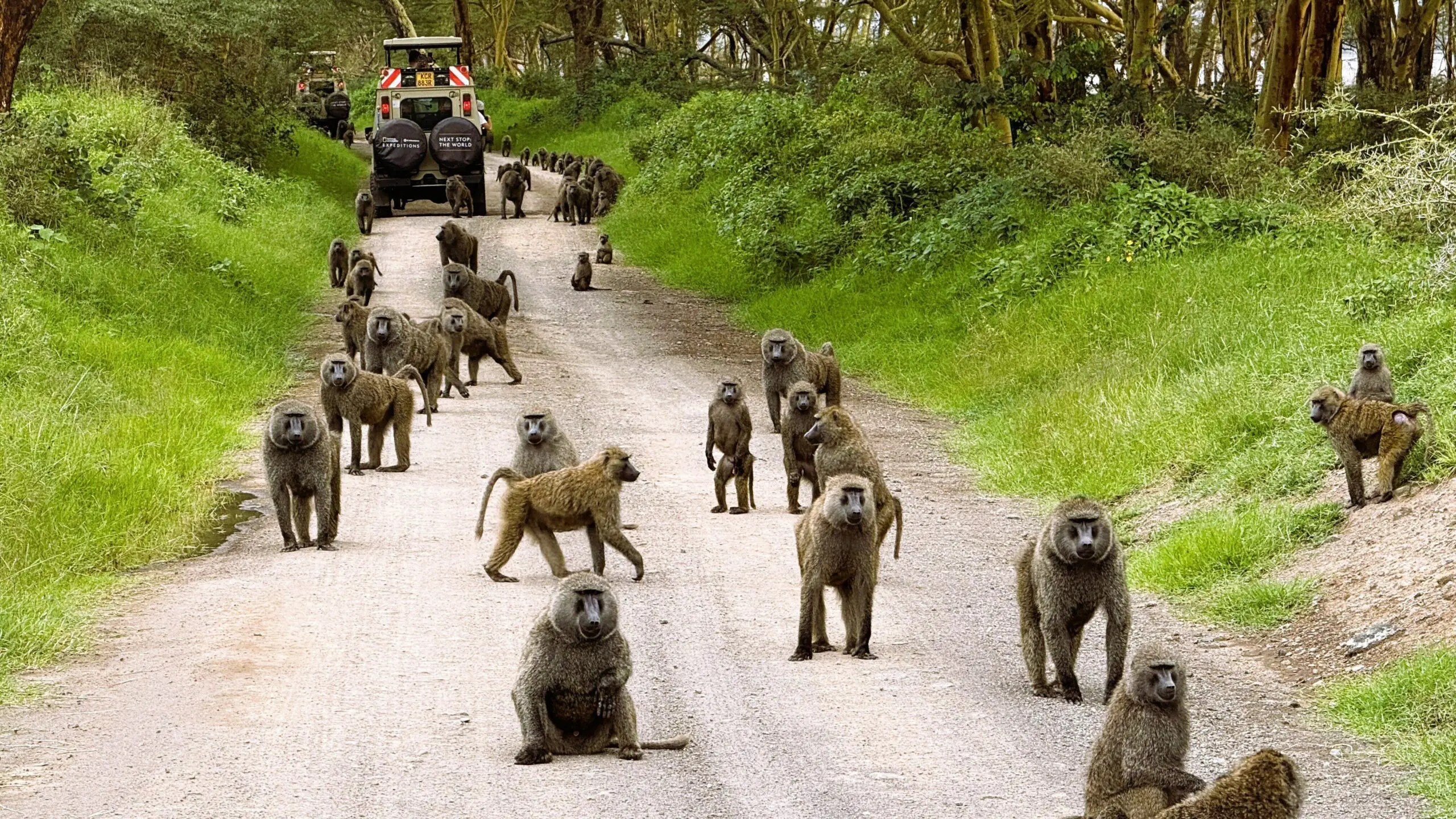 Troop of Olive Baboons on road