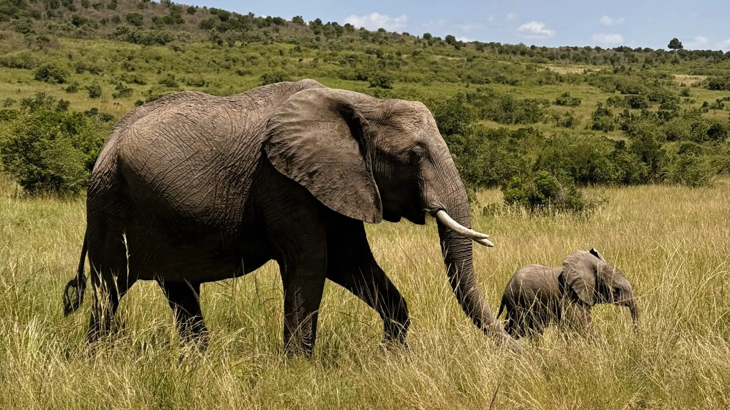Elephant and calf in Masai Mara, Kenya