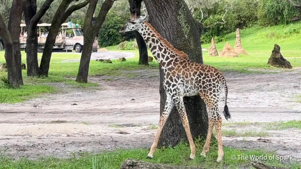 Ivy, a baby giraffe seen on the savanna on Kilimanjaro Safaris at Disney's Animal Kingdom