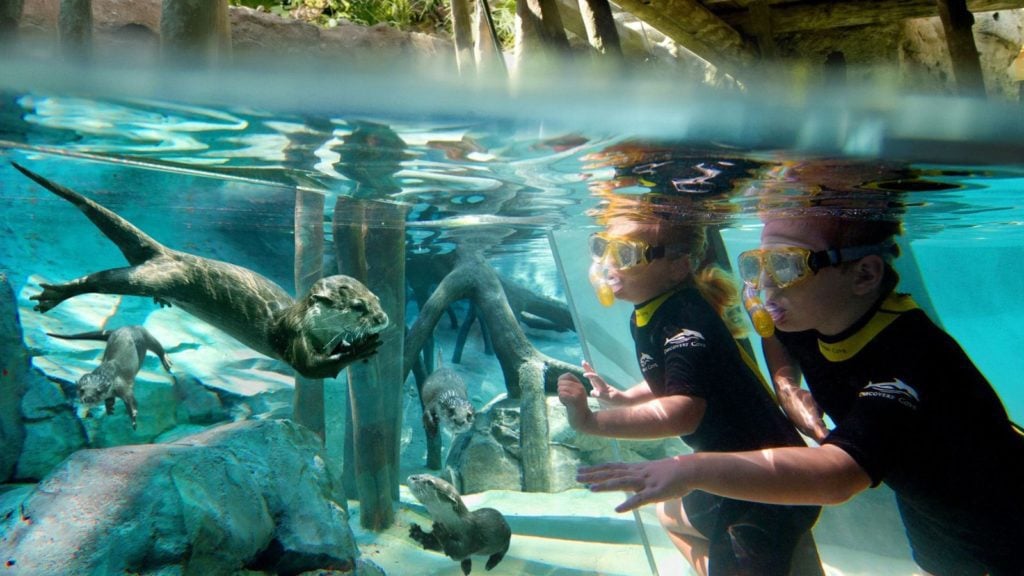 Berang-berang bawah air menonton di Discovery Cove di Orlando (Foto: Discovery Cove)