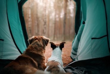 Camping with your dog (Photo: Shutterstock)