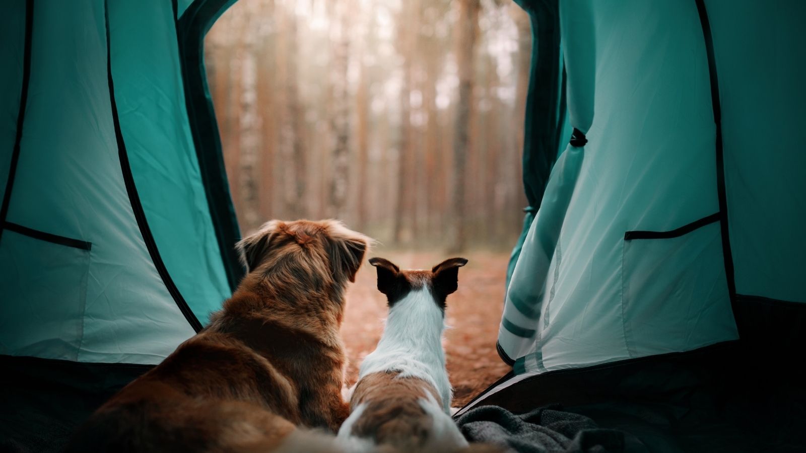 family camping with a dog