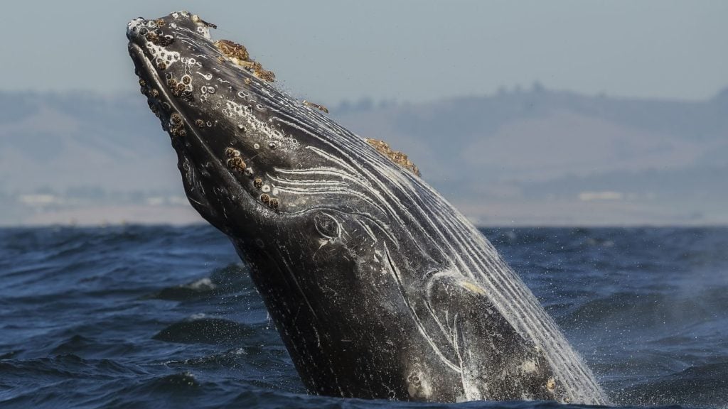 Anak paus bungkuk menerobos di Monterey Bay, California (Foto: Shutterstock)