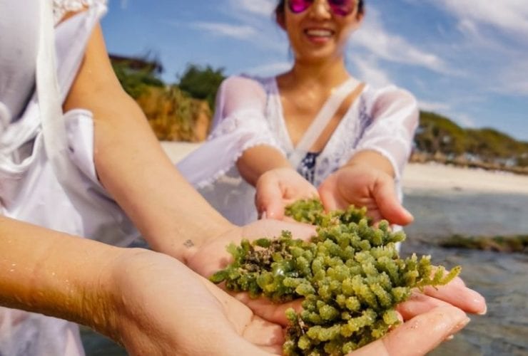 Young Girls Learn About Sea Life at Four Seasons Punta Mita Resort in Mexico