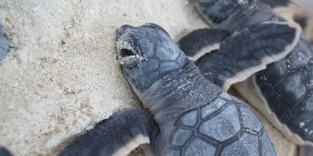 Sea Turtle Program at Marriott Cancun Resort in Mexico