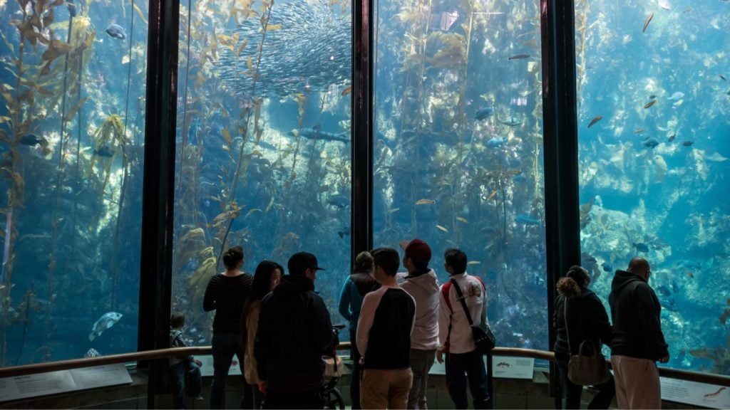 The Monterey Bay Aquarium attracts nearly two million visitors annually (Photo: Shutterstock)