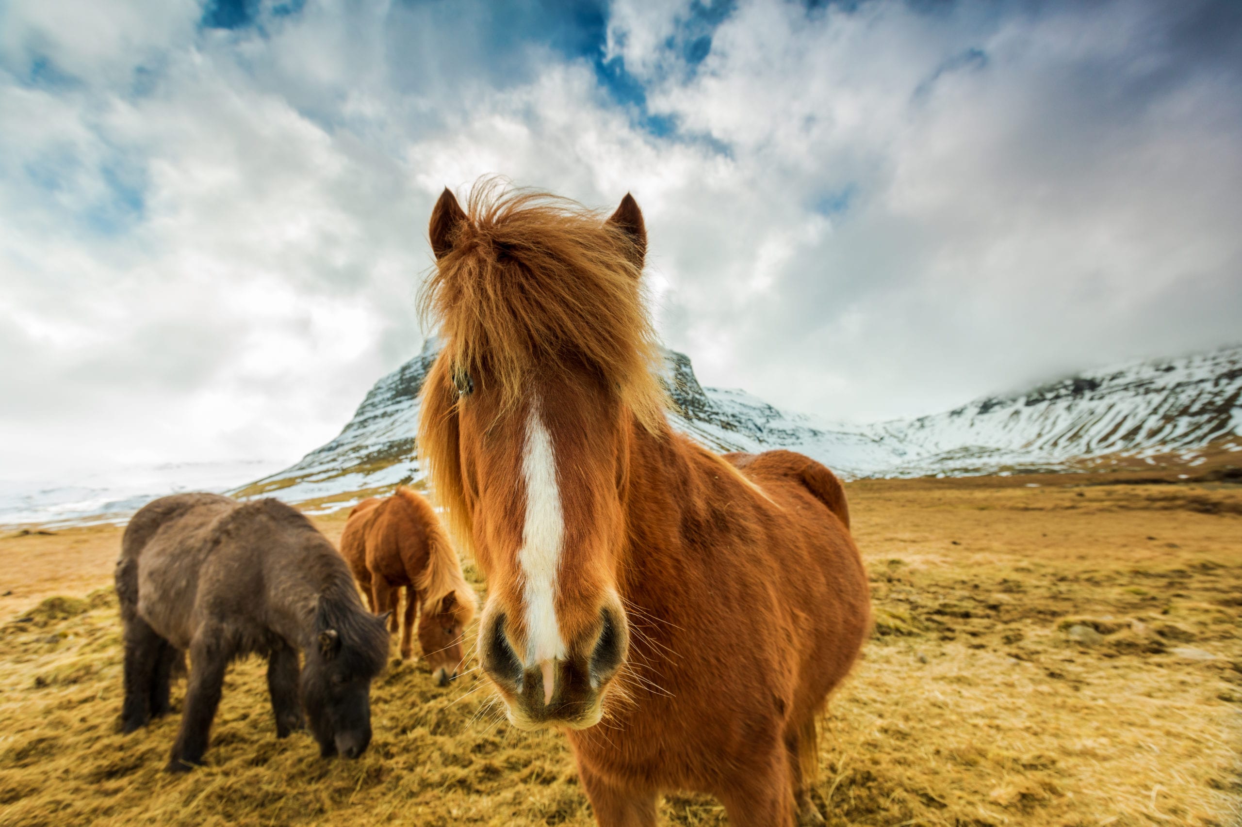 Icelandic Horse