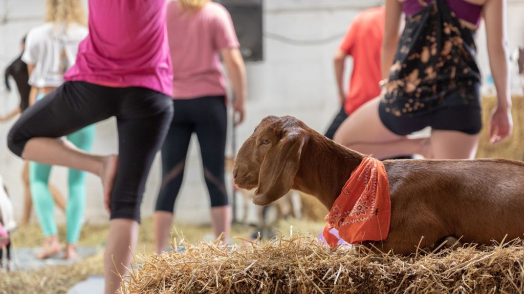 Goat yoga class (Photo: @jennifermccallum via Twenty20)