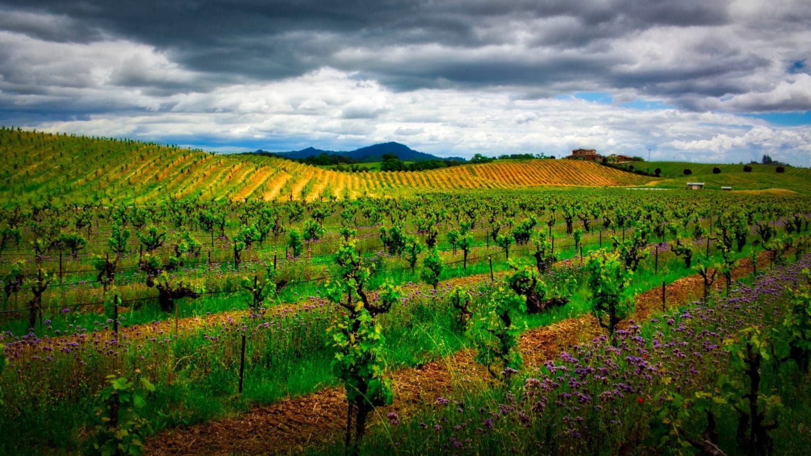 vineyard in Sonoma