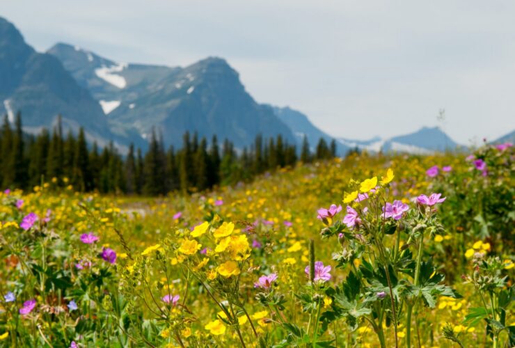 Wildflowers blooming at Glacier National Park with mountains with some snow on them in the distance