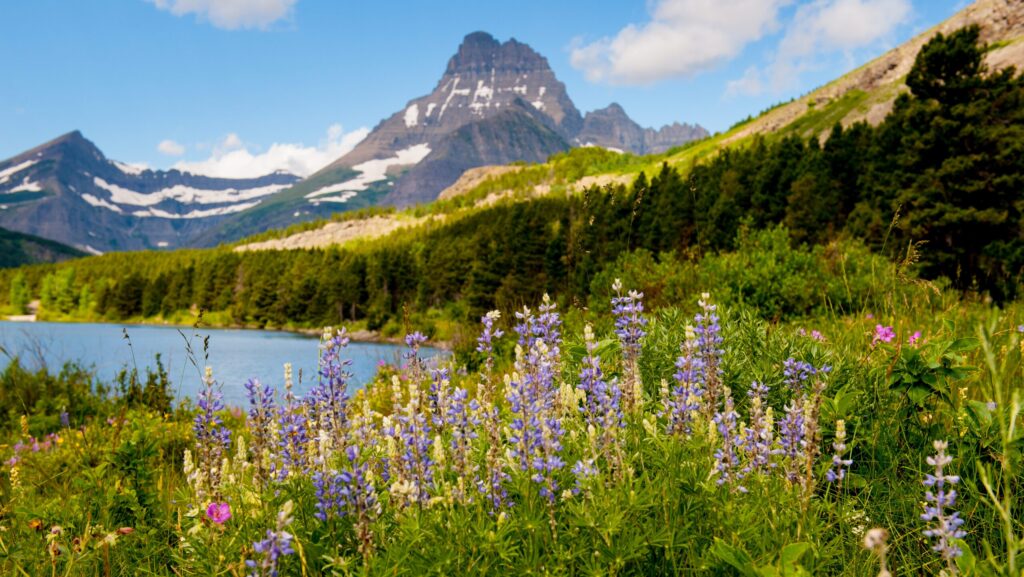 Wildflowers in bloom with a snowy mountains in the distance at Glacier National Park