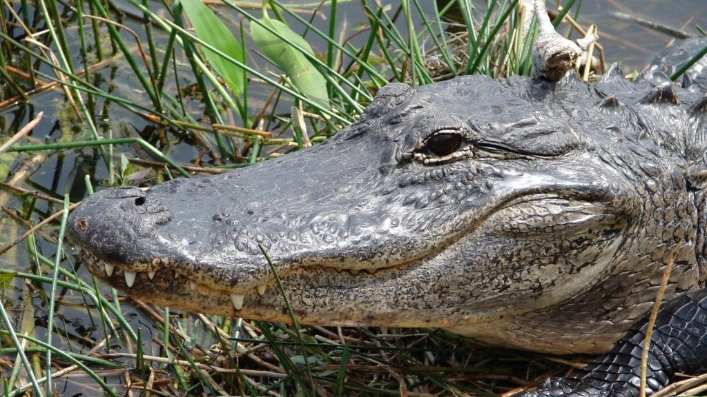 close-up of alligator in Everglades National Park: national parks in spring