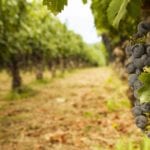 vineyard in the Napa Valley