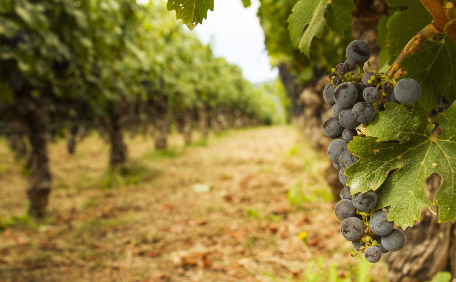 Vineyard in the Napa Valley