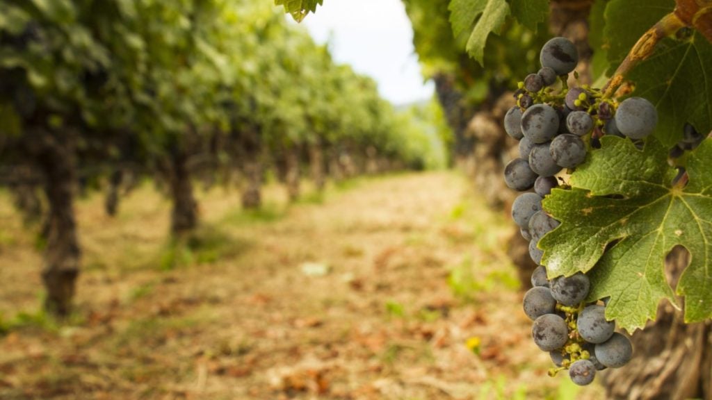 Vineyard in the Napa Valley