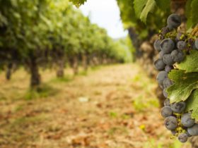 Vineyard in the Napa Valley