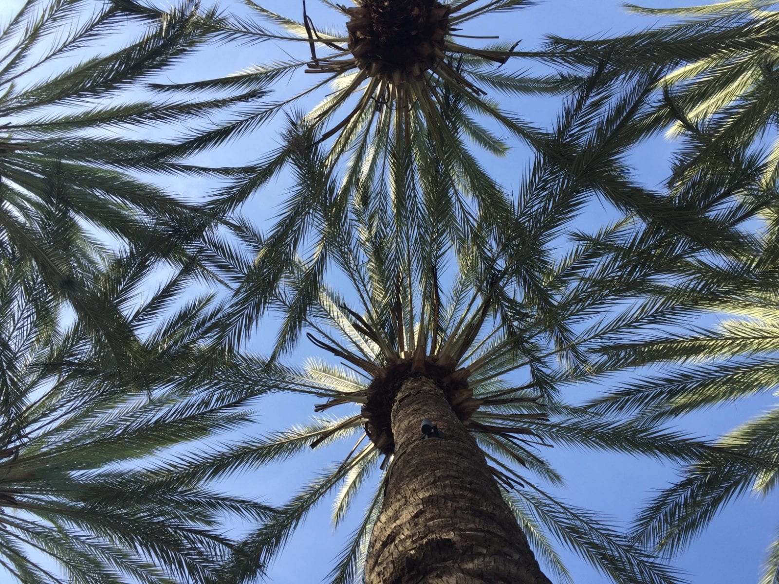 Palm trees in Anaheim, view from below