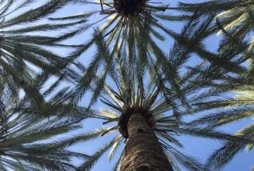 Palm trees in Anaheim, view from below