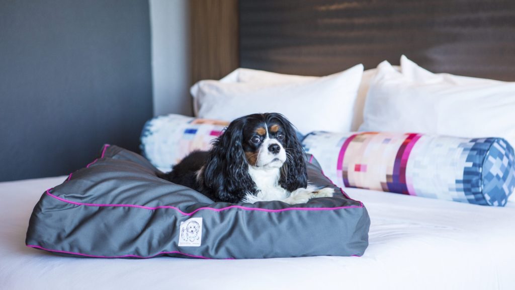 Dog on bed at Aloft Hotels, a dog-friendly hotel chain