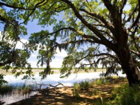 Botany Bay Plantation, Edisto Island, South Carolina (Photo: Perry Baker/DiscoverSouthCarolina.com)