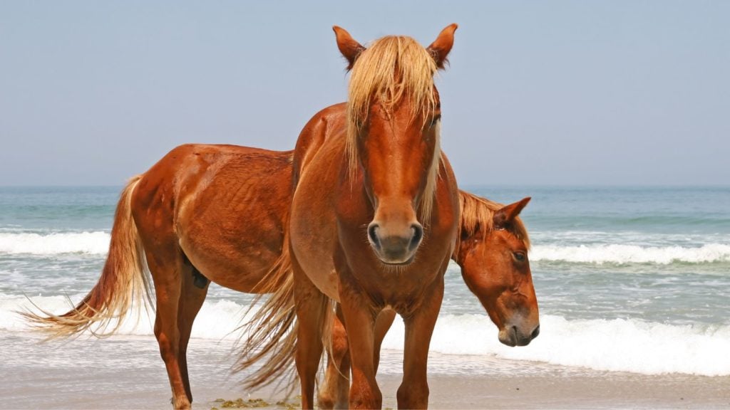 Horses on the beach at Assateague Island National Seashore (Photo: Shutterstock)
