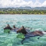 Swimming with Horses at Half Moon All-Inclusive Family Resort (Photo: Half Moon)