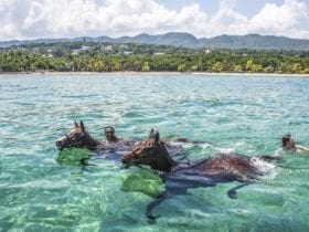 Swimming with Horses at Half Moon All-Inclusive Family Resort (Photo: Half Moon)