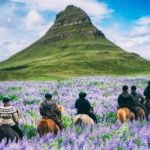 Tourists riding horses through wildflower meadow in Iceland (Photo: Shutterstock)