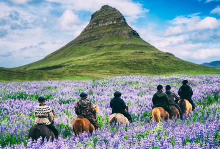 Tourists riding horses through wildflower meadow in Iceland (Photo: Shutterstock)