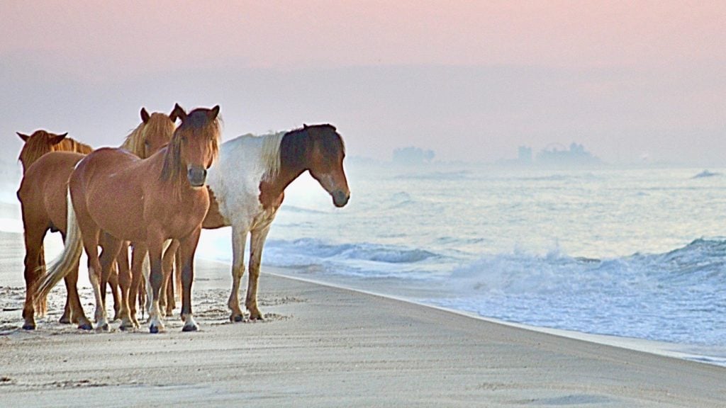 wild horses on the beach in Assateague Island, Maryland